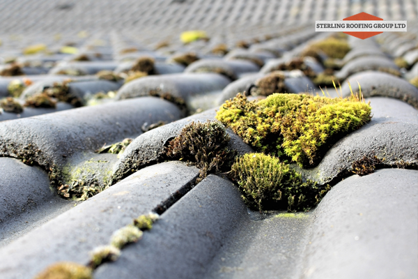 Roof Cleaning Company Charleston Sc